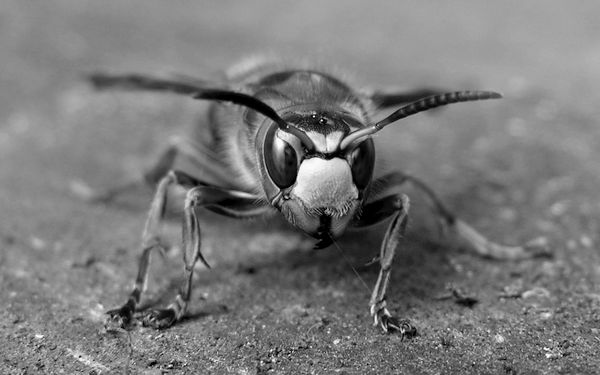 The Hornet and God’s Pace